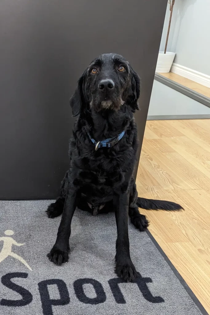 middelsex dog